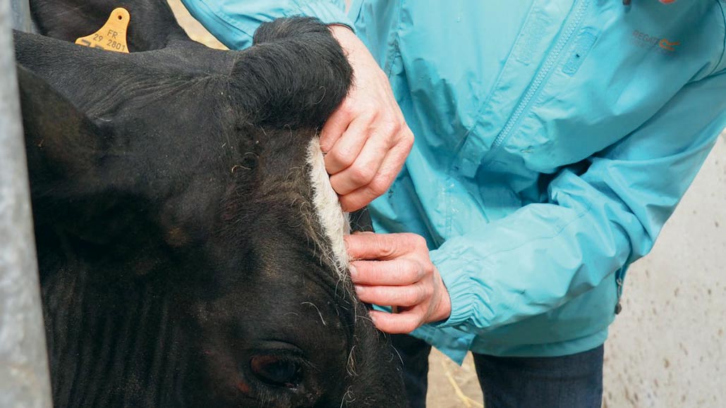 sante-vache-laitiere - Illustration Limiter l’usage des antibiotiques