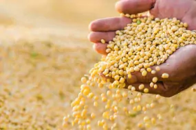 Dans un contexte économique difficile et avec un cours actuel du soja sur le marché mondial, au plus bas depuis 10 ans, les ventes de soja par les producteurs argentins restent difficiles à motiver.