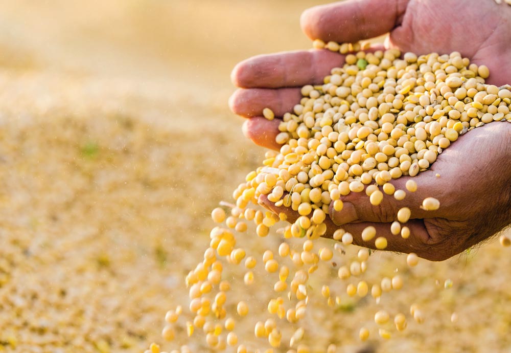Dans un contexte économique difficile et avec un cours actuel du soja sur le marché mondial, au plus bas depuis 10 ans, les ventes de soja par les producteurs argentins restent difficiles à motiver. - Illustration Le soja argentin, un pari risqué