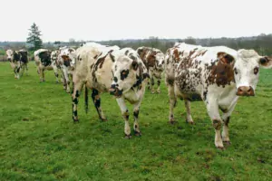 Si les vaches ont un accès libre au bâtiment la nuit, d’ici quinze jours, elles resteront en stabulation pour passer l’hiver.