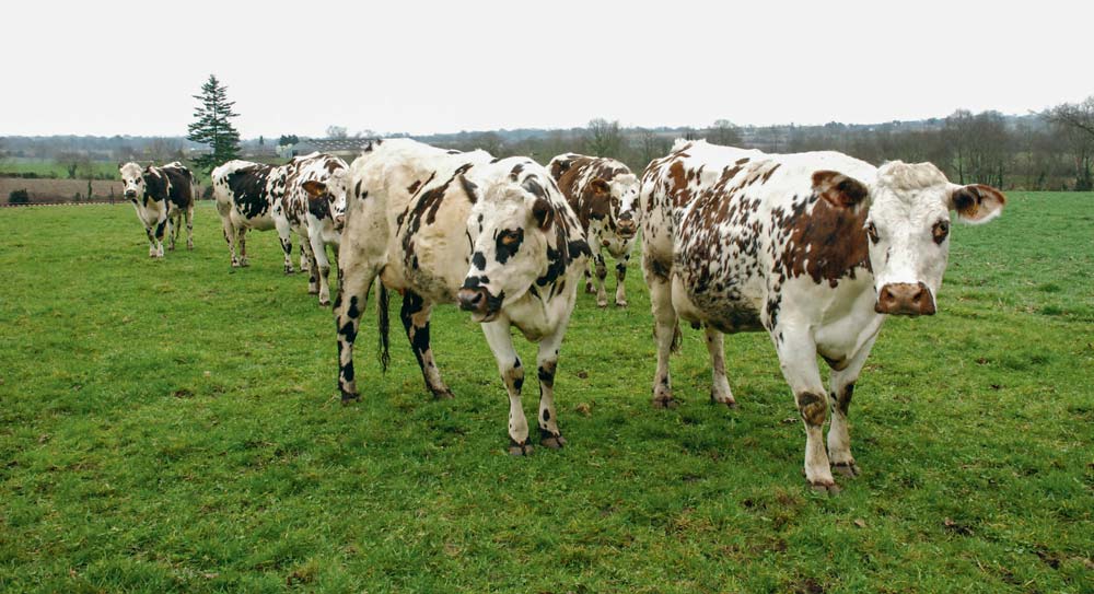 Si les vaches ont un accès libre au bâtiment la nuit, d’ici quinze jours, elles resteront en stabulation pour passer l’hiver. - Illustration Pas de relance correcte de la pousse d’herbe