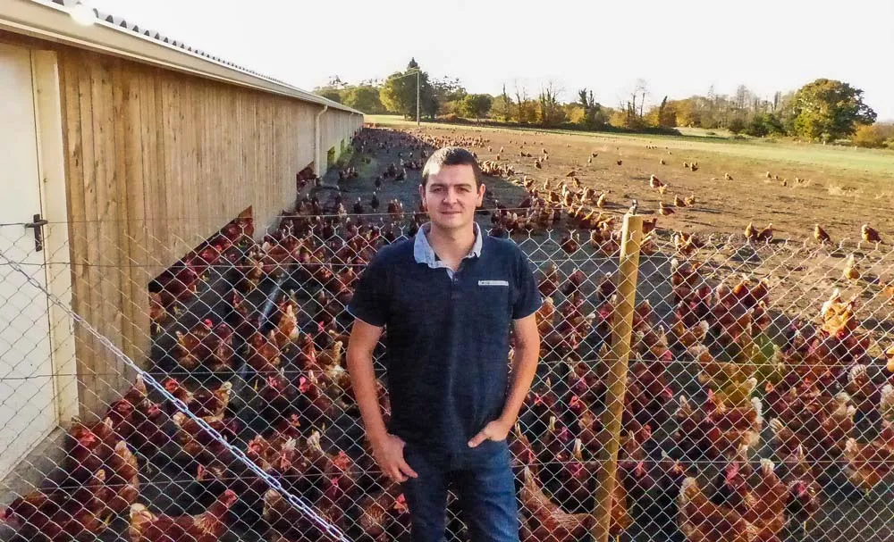 volaille-bio-oeuf-installation - Illustration Installation en œufs bio : un beau parcours