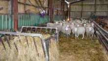 Mickaël Evain, éleveur ovin à Campbon (44), a rentré en bâtiment le lot des 200 brebis devant agneler en novembre, pour des agneaux de Pâques.