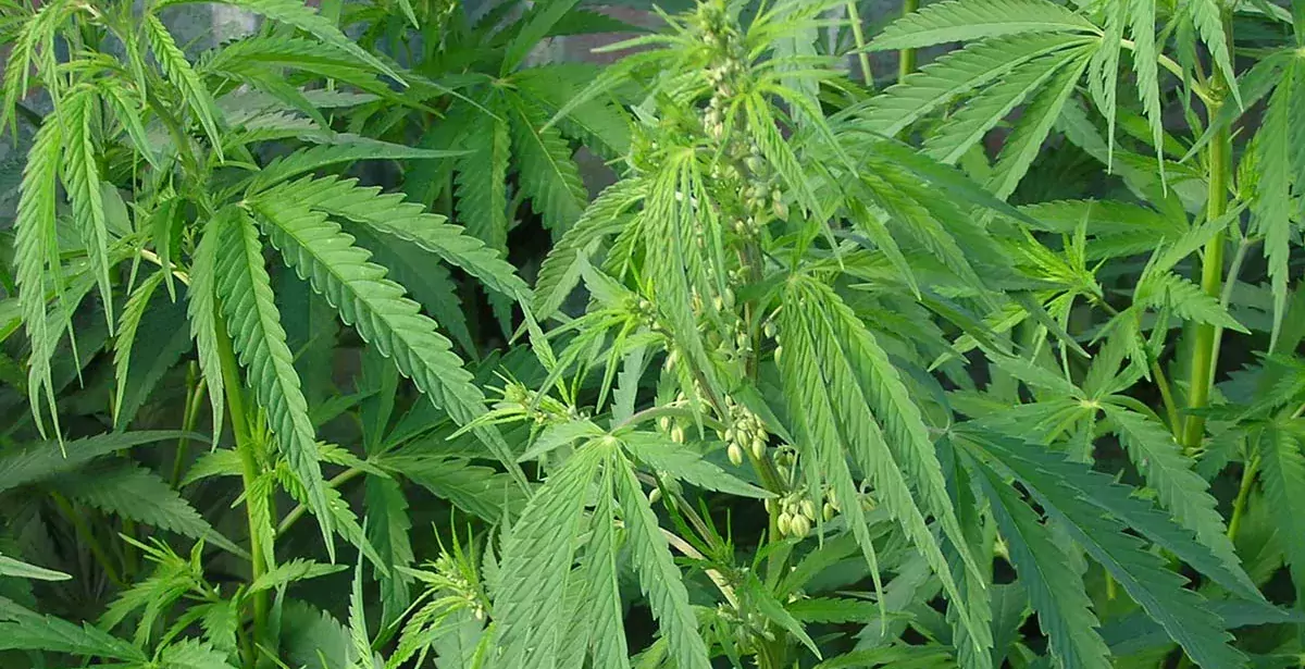 Cannabis_ruderalis_male_plant - Illustration Cannabis à usage thérapeutique : une légalisation possible dès “début 2019”