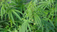 Cannabis_ruderalis_male_plant