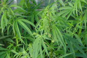Cannabis_ruderalis_male_plant