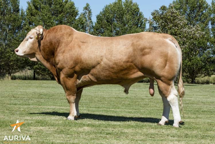 Idefix, taureaux à vaches le plus complet. - Illustration Nouveaux taureaux en Blonde d’Aquitaine