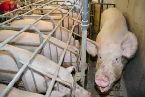 L'arrêt de la castration des porcs est inéluctable