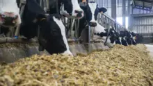 Les techniciens Triskalia ont fait analyser 961 échantillons d’ensilage de maïs fermenté.