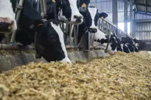 Les techniciens Triskalia ont fait analyser 961 échantillons d’ensilage de maïs fermenté.