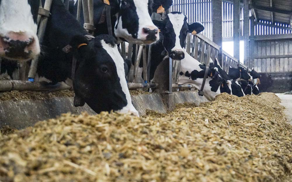 Les techniciens Triskalia ont fait analyser 961 échantillons d’ensilage de maïs fermenté. - Illustration Maïs : une fibre moins digestible pénalisante