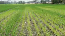 Les carences en manganèse sont souvent liées à des pH trop élevés. Parfois, d’anciens sites de stockage de maërl sont toujours visibles après plusieurs années.