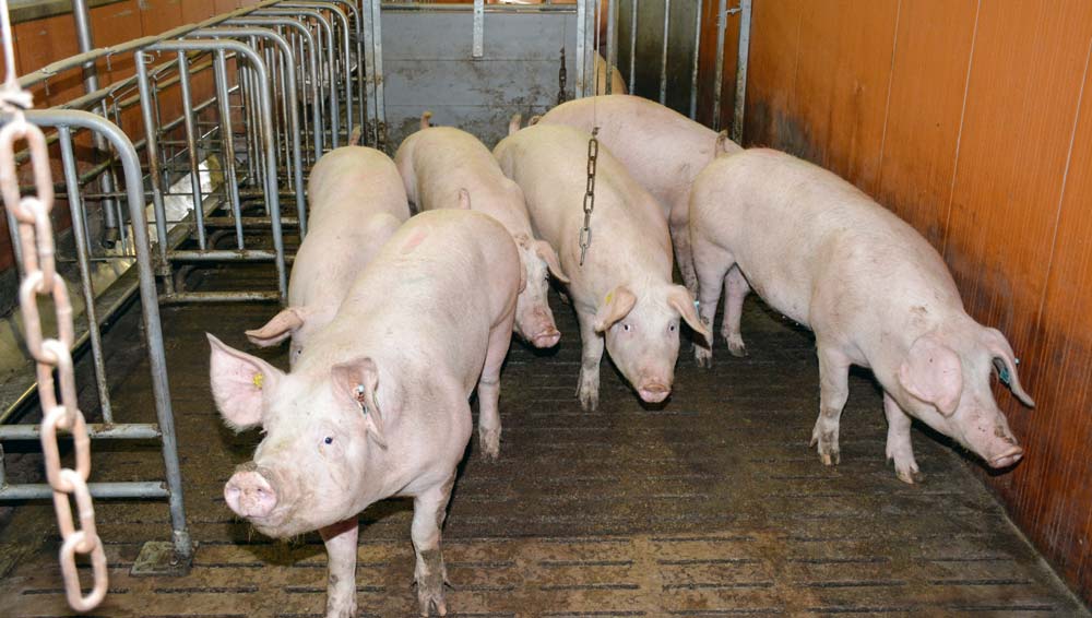 cochette-porc - Illustration Contamination : La moitié des élevages porcins ont deux quarantaines