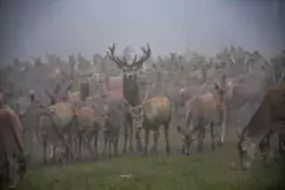 Tous les cerfs vivent ensemble dans un seul et même groupe de 170 individus, sur une trentaine d'hectares.