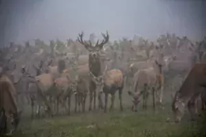 Tous les cerfs vivent ensemble dans un seul et même groupe de 170 individus, sur une trentaine d'hectares.