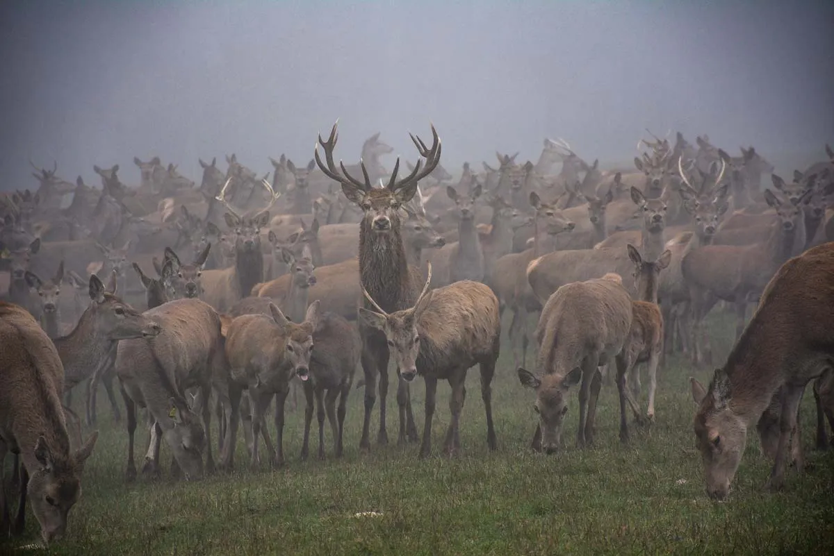 Tous les cerfs vivent ensemble dans un seul et même groupe de 170 individus, sur une trentaine d'hectares. - Illustration Des cerfs dans la brume de Noël