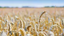 En cumulant les volumes utilisés à la ferme (non collectés), ceux achetés pour les aliments du commerce et ceux vendus à l’exportation, on arrive à un débouché « feed » qui atteint la même part de marché (37 %) dans le bilan 18/19 que les exportations de blé meunier.