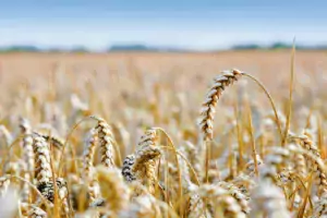 En cumulant les volumes utilisés à la ferme (non collectés), ceux achetés pour les aliments du commerce et ceux vendus à l’exportation, on arrive à un débouché « feed » qui atteint la même part de marché (37 %) dans le bilan 18/19 que les exportations de blé meunier.