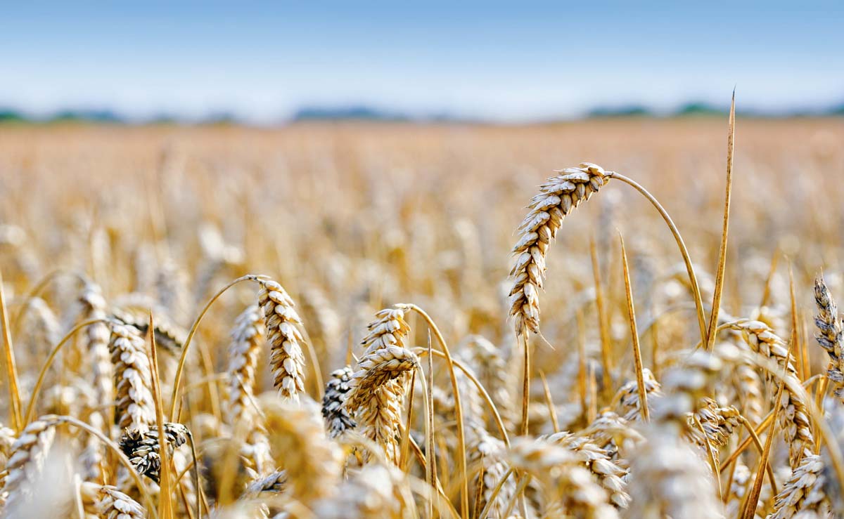 En cumulant les volumes utilisés à la ferme (non collectés), ceux achetés pour les aliments du commerce et ceux vendus à l’exportation, on arrive à un débouché « feed » qui atteint la même part de marché (37 %) dans le bilan 18/19 que les exportations de blé meunier. - Illustration Ne pas se focaliser uniquement sur l’exportation en blé