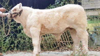 Photo of Charolais : un 1er prix pour l’élevage Le Merdy