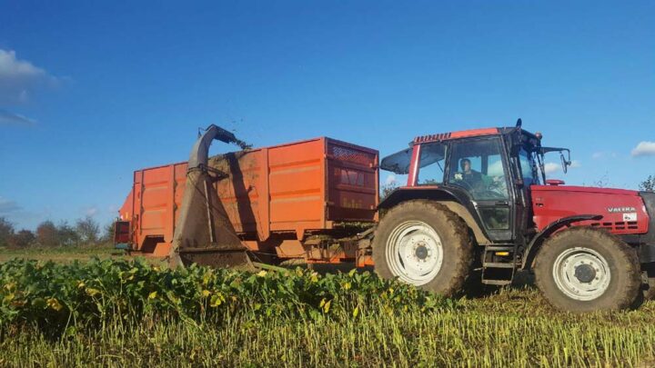 Les éleveurs ont commencé par un affouragement de colza fourrager en hiver. Aujourd’hui la ration comporte également un mélange de RGA, trèfle blanc et trèfle violet en été.