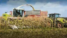 L’ensilage de maïs épi est décalé d’une dizaine de jours par rapport à un ensilage en plante entière.