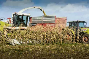 L’ensilage de maïs épi est décalé d’une dizaine de jours par rapport à un ensilage en plante entière.