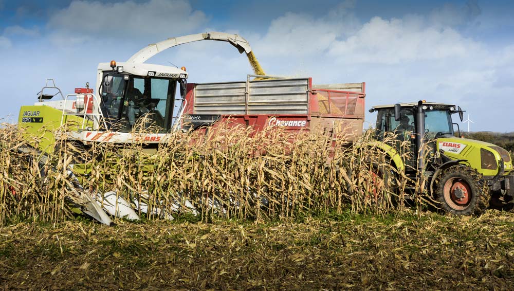 L’ensilage de maïs épi est décalé d’une dizaine de jours par rapport à un ensilage en plante entière. - Illustration Quelle variété choisir pour l’ensilage de maïs épi ?