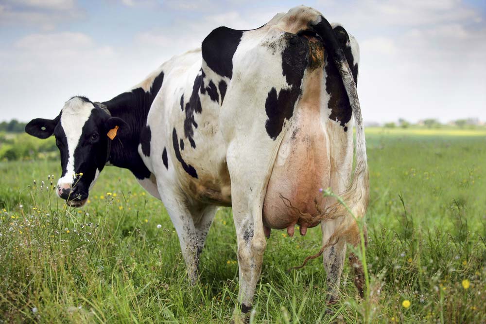 Coût de production, EBE et point d’équilibre sont des repères de gestion essentiels pour le producteur de lait.