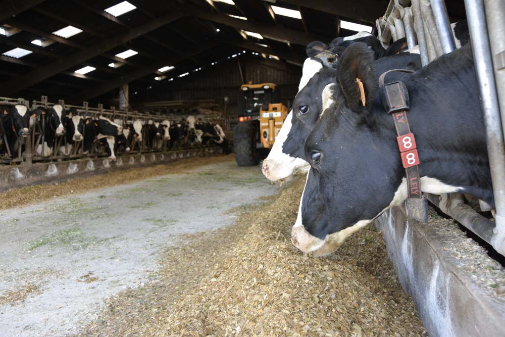 mais-fourrage-alimentation-vache-lait - Illustration « Des maïs secs et moins digestibles »