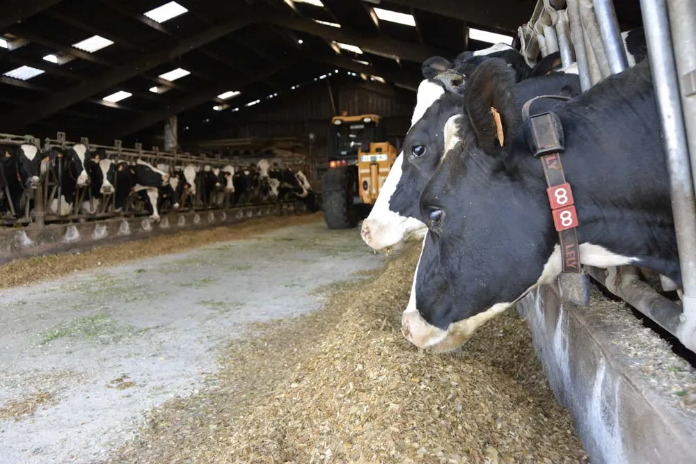 mais-fourrage-alimentation-vache-lait - Illustration « Des maïs secs et moins digestibles »