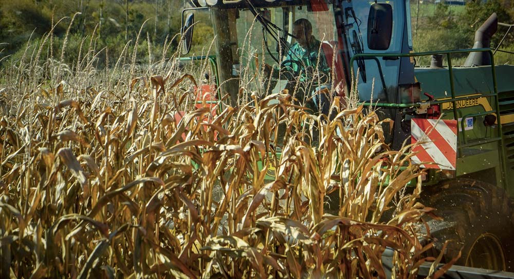 mais-sec-conservateur - Illustration Quand utiliser un conservateur d’ensilage ?