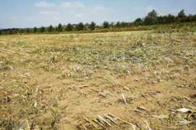 Maïs versé resté au sol après ensilage dans le Finistère, octobre 2018.