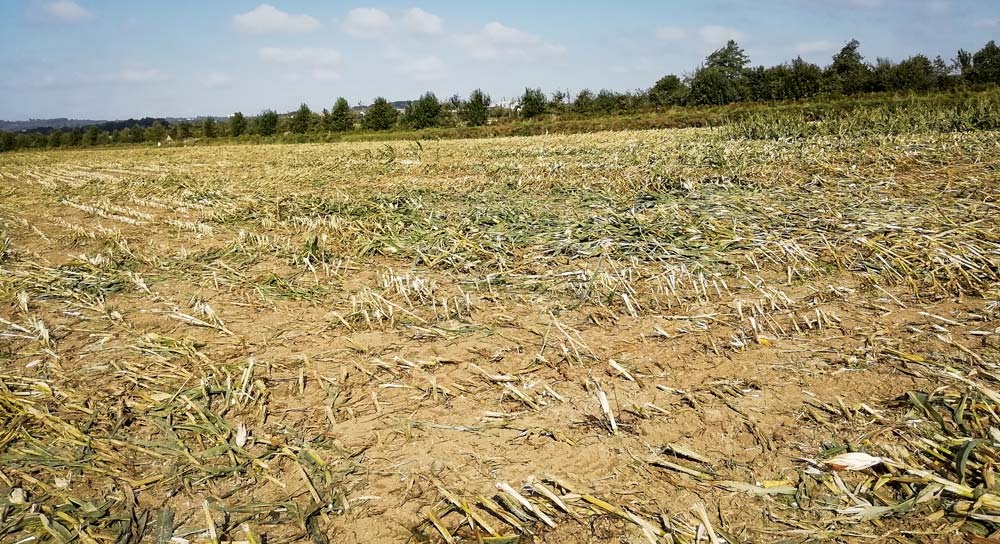 Maïs versé resté au sol après ensilage dans le Finistère, octobre 2018. - Illustration La FNSEA salue «l’approche raisonnable» du Giec dans son rapport sur les sols