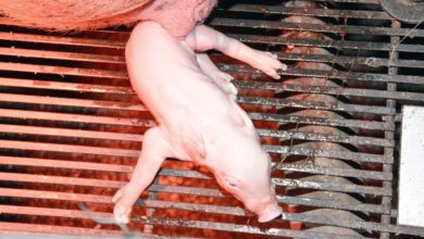 Photo of Porc : Un taux de perte trop élevé en maternité