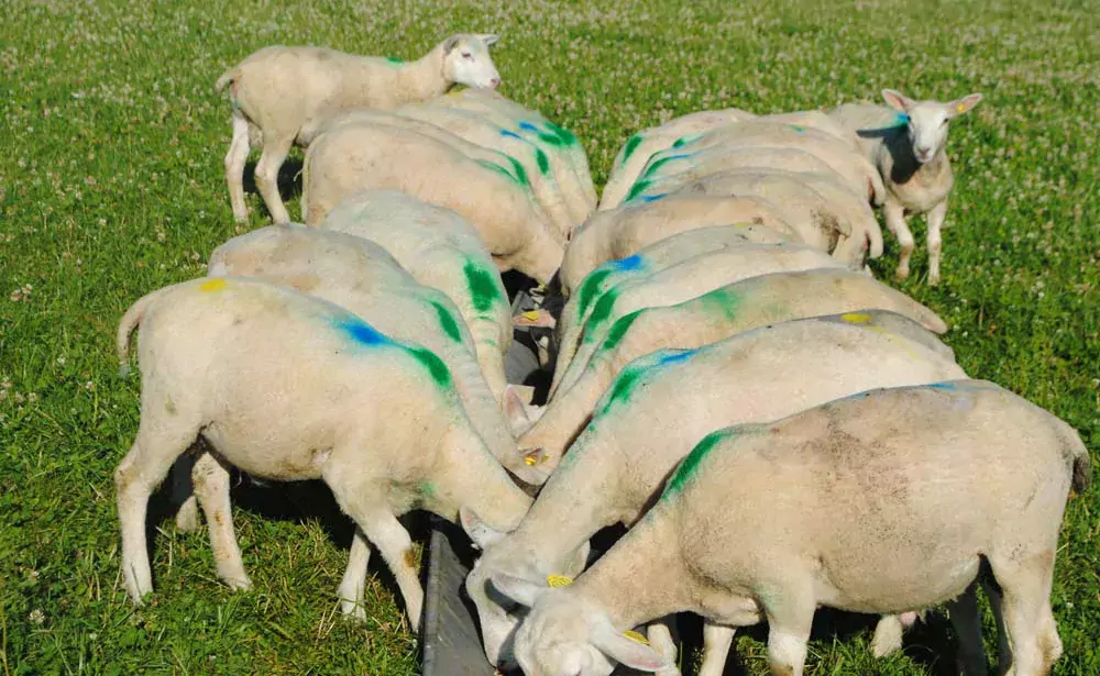 Agneaux complémentés au pré avec les bouchons de sainfoin ou les écorces de châtaignes à la station expérimentale du Ciirpo, près de Limoges. - Illustration Ovin : Des tannins pour maîtriser le parasitisme ?