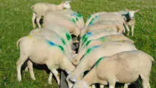 Agneaux complémentés au pré avec les bouchons de sainfoin ou les écorces de châtaignes à la station expérimentale du Ciirpo, près de Limoges.