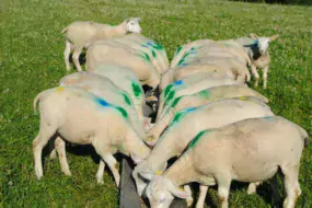 Agneaux complémentés au pré avec les bouchons de sainfoin ou les écorces de châtaignes à la station expérimentale du Ciirpo, près de Limoges.