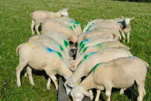 Agneaux complémentés au pré avec les bouchons de sainfoin ou les écorces de châtaignes à la station expérimentale du Ciirpo, près de Limoges.