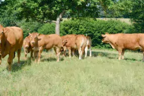 En France, un peu plus de 1 480 élevages limousins adhèrent au herd-book de la race.