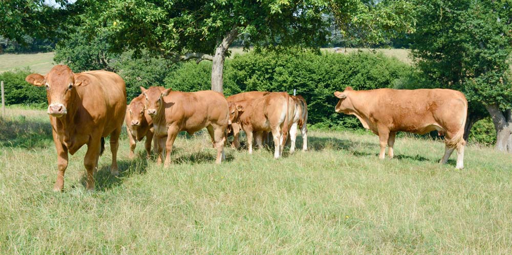 En France, un peu plus de 1 480 élevages limousins adhèrent au herd-book de la race. - Illustration Limousine : la génétique bien valorisée à Lanaud