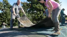 Des plaques de caoutchouc sont disposées sur le filet de protection. Elles protègent et rappuient le tas d’ensilage.