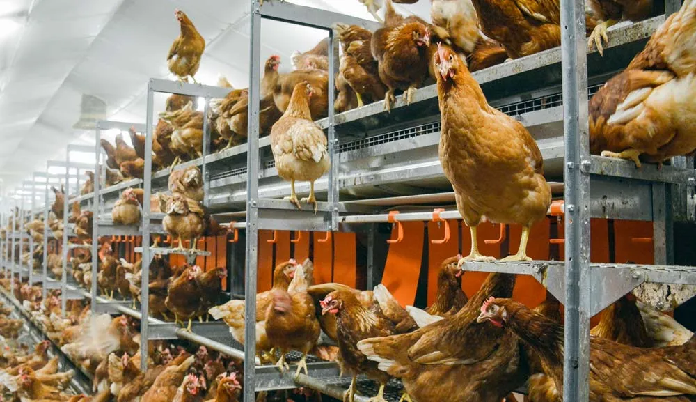 La volière est la meilleure solution pour limiter la perte d’effectifs de pondeuses lors de la conversion des bâtiments cage. - Illustration Pondeuse : Passage progressif à l’alternatif