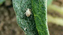 Les pucerons sont momifiés par des hyménoptères parasitoïdes.