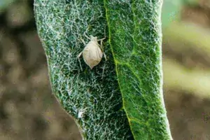 Les pucerons sont momifiés par des hyménoptères parasitoïdes.