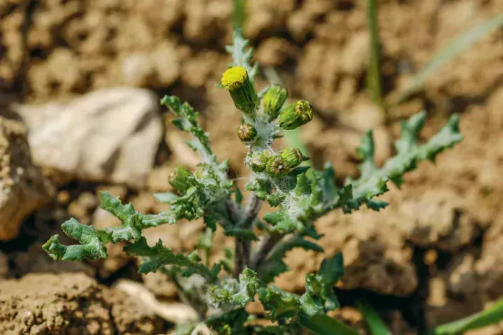 Les séneçons lèvent toute l’année, ce qui rend plus difficile la lutte. Crédit : Arvalis