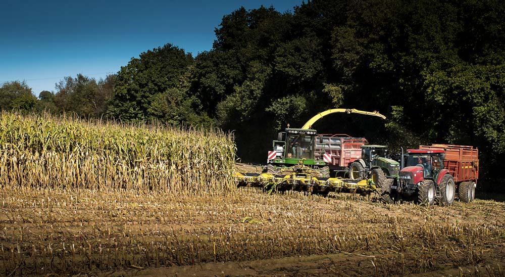 Dans un contexte de réchauffement climatique, l’herbe en Bretagne devrait bénéficier d’une pousse précoce et vigoureuse en sortie d’hiver. Mais son développement annoncé difficile en été fera du maïs une plante fourragère bien adaptée aux enjeux alimentaires des exploitations laitières. - Illustration « En Bretagne, on ensilera le maïs début août à la fin du siècle »