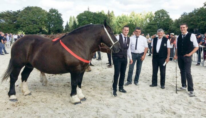 Couickly de Kerza, sacrée Championne des poulinières suitées au dernier National de Lamballe, avec Alexandre Thos, Claude et Quentin Prigent entourant Raymond Vigouroux. 