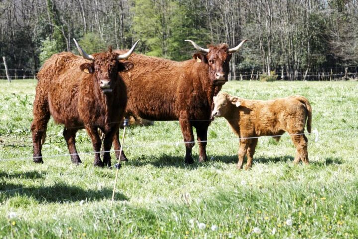 Les vaches et les veaux restent en plein air toute l’année.