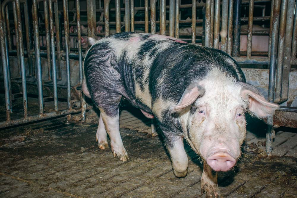 verrat - Illustration Le prélèvement de semence à la ferme ne s’improvise pas